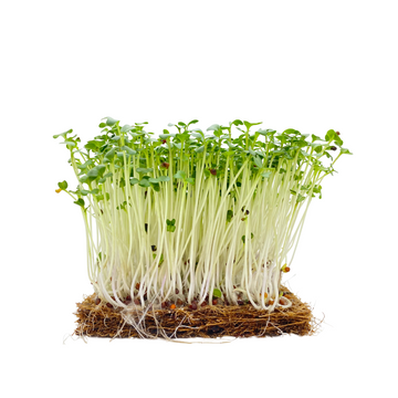 Broccoli Microgreens