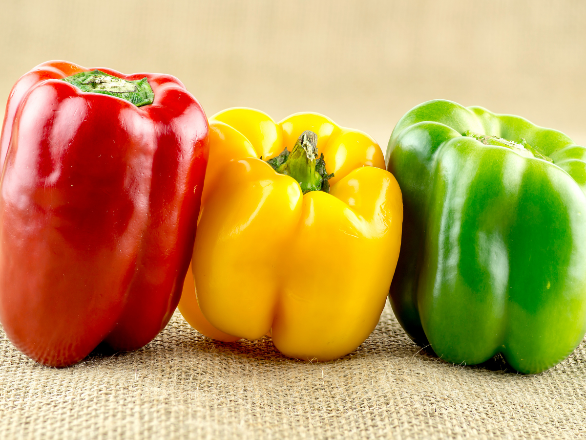 Cameron Highlands Tri Colour Capsicum Bell Peppers 金马伦高原灯笼椒