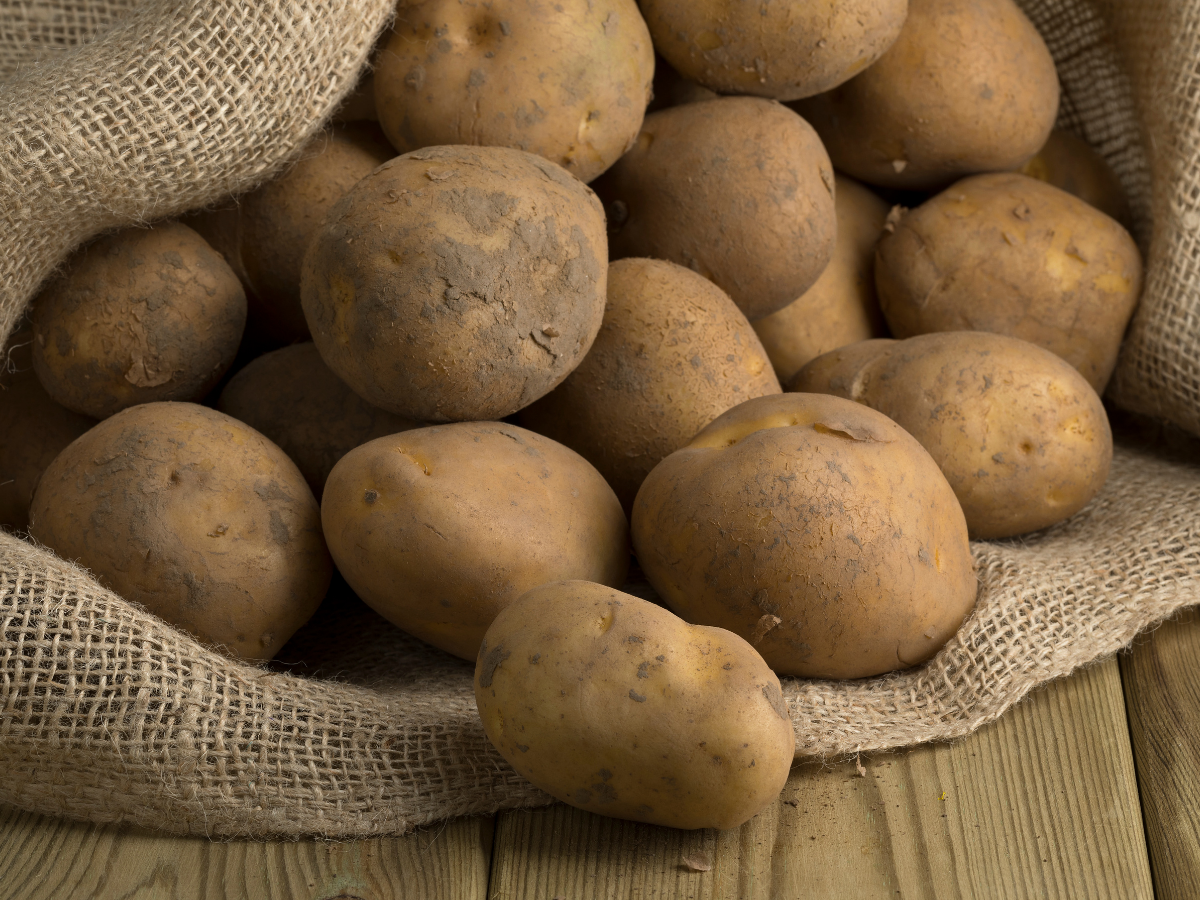 Netherlands Potatoes 荷兰马铃薯