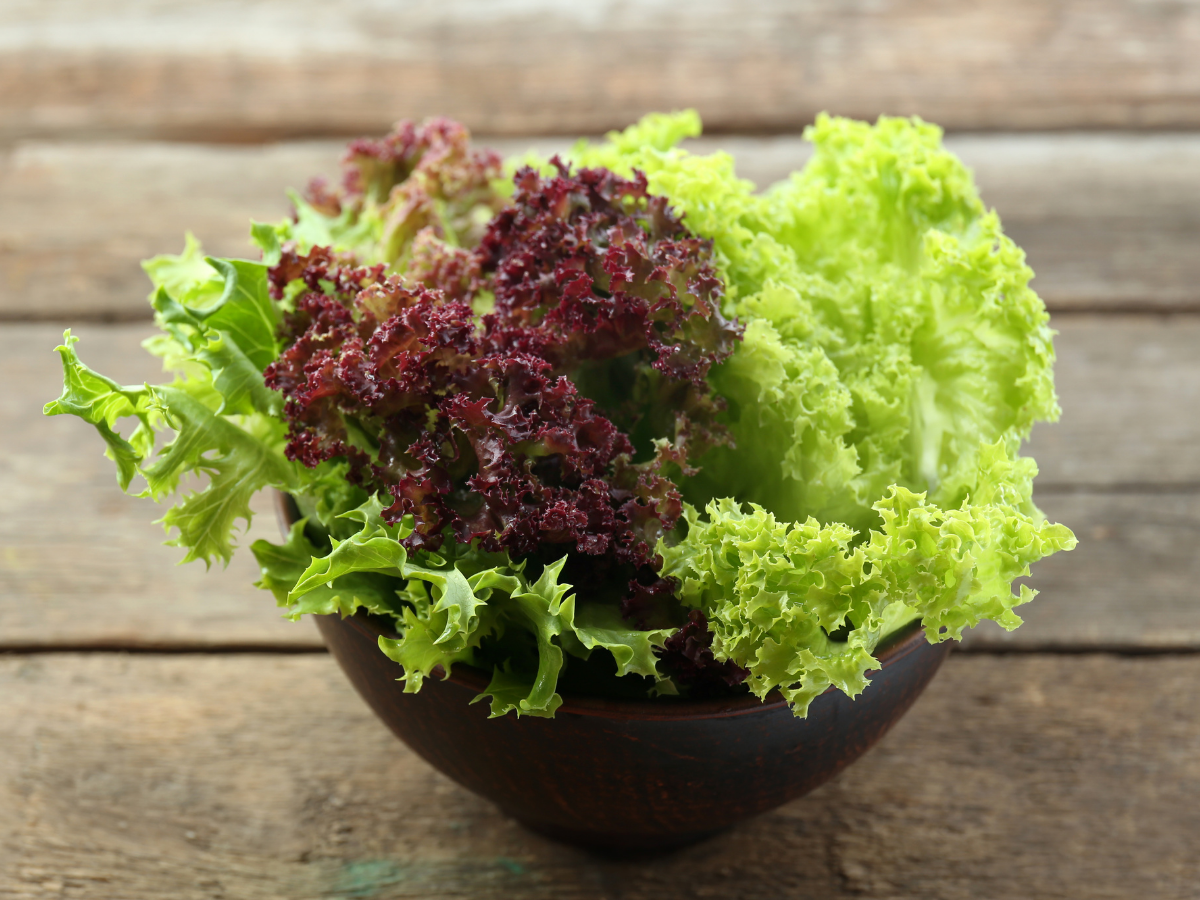 ORGANIC Green & Red Coral Lettuce 有机青红珊瑚生菜