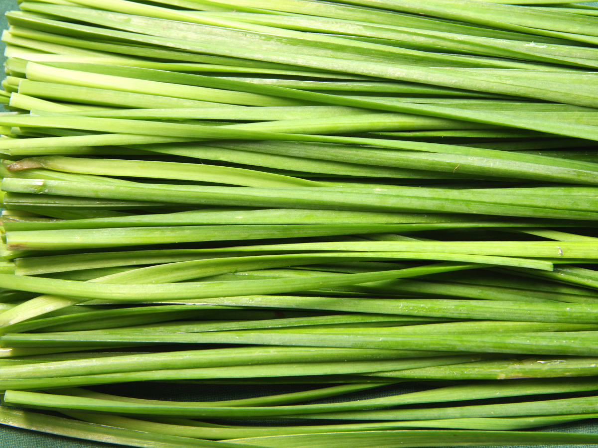 Cameron Highlands Qing Long Cai 金马伦高原青龙菜