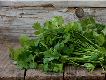 Thailand Cilantro/Coriander 香菜