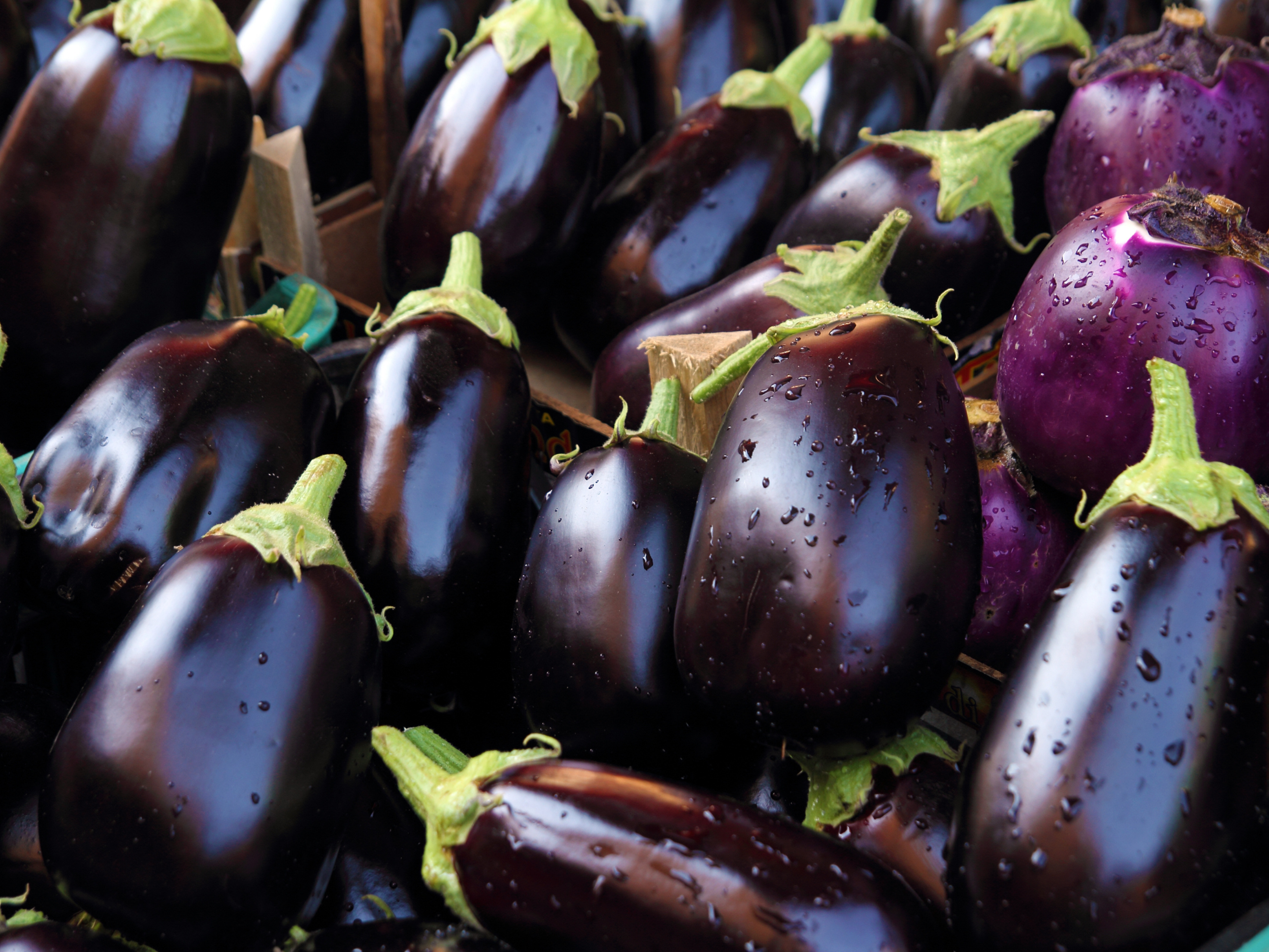 Cameron Highlands Pearl Eggplant 金马伦高原珍珠茄子