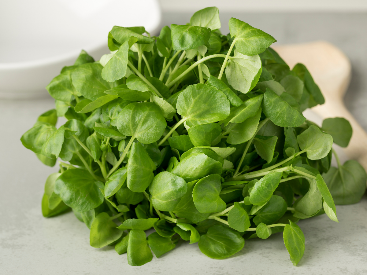 Cameron Highlands Watercress 金马伦高原呢西洋菜