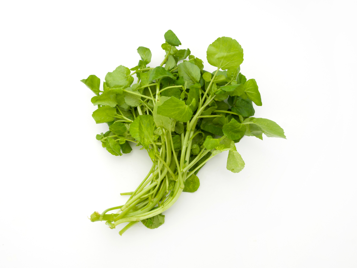 Cameron Highlands Watercress 金马伦高原呢西洋菜